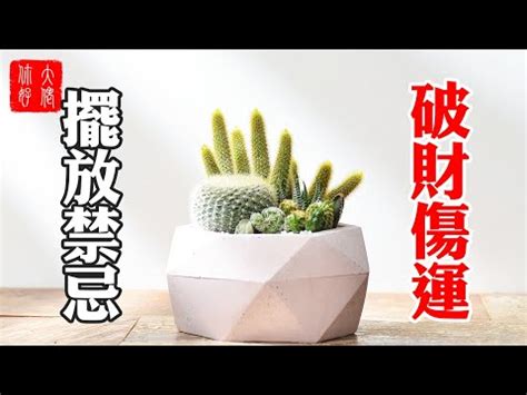 仙人掌適合放哪裡